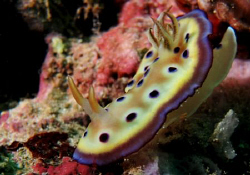 Yummy! by Bernard Maglana 